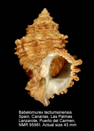 Babelomurex tectumsinensis (4).jpg - Babelomurex tectumsinensis (Deshayes,1856)